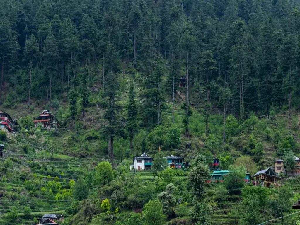 Clean air and sunlight filtering through dense pine forest canopy near Jibhi, Himachal Pradesh.